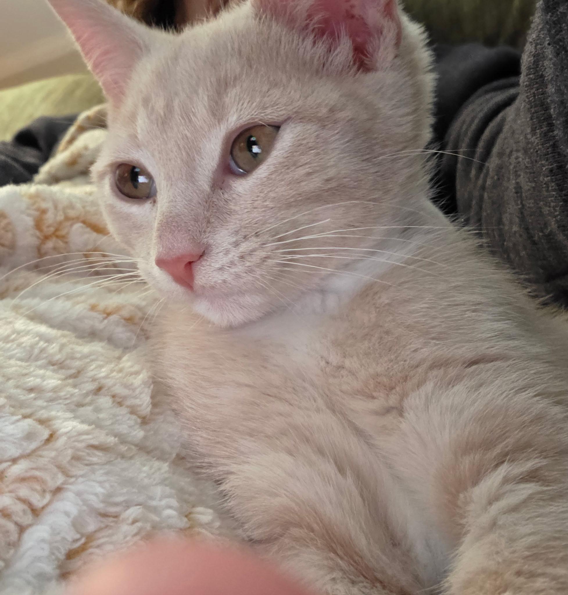 Enlarge Hubert, an adopted mixed breed in Chattanooga, TN image 4/4