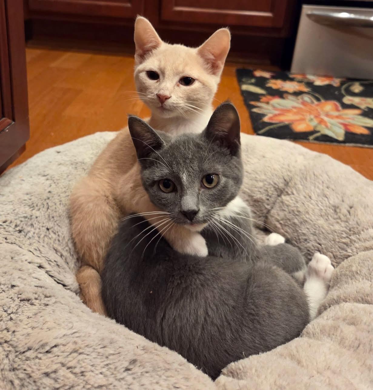 Enlarge Hubert, an adopted mixed breed in Chattanooga, TN image 2/4