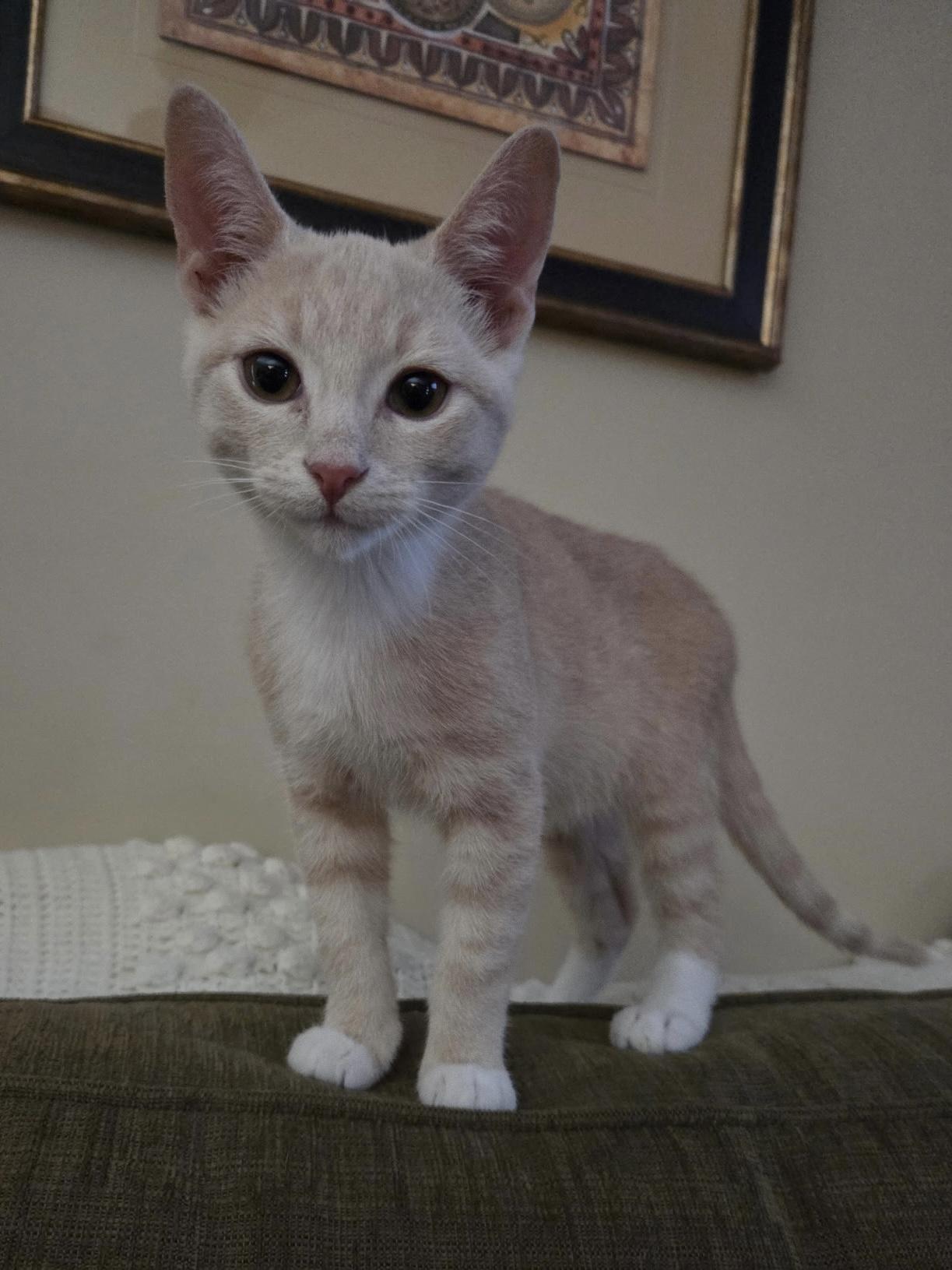 Enlarge Hubert, an adopted mixed breed in Chattanooga, TN image 1/4