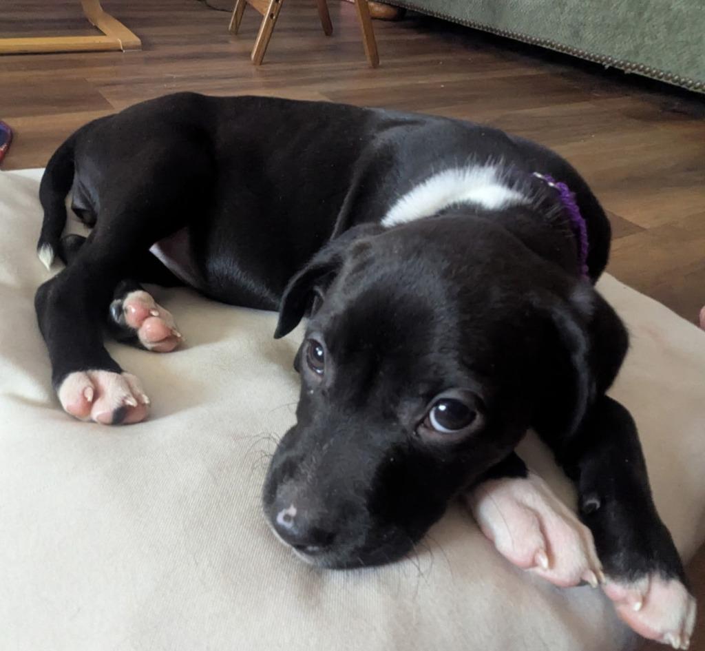 Enlarge Jordyn, a Adoptable mixed breed in Columbia, IL image 2/4