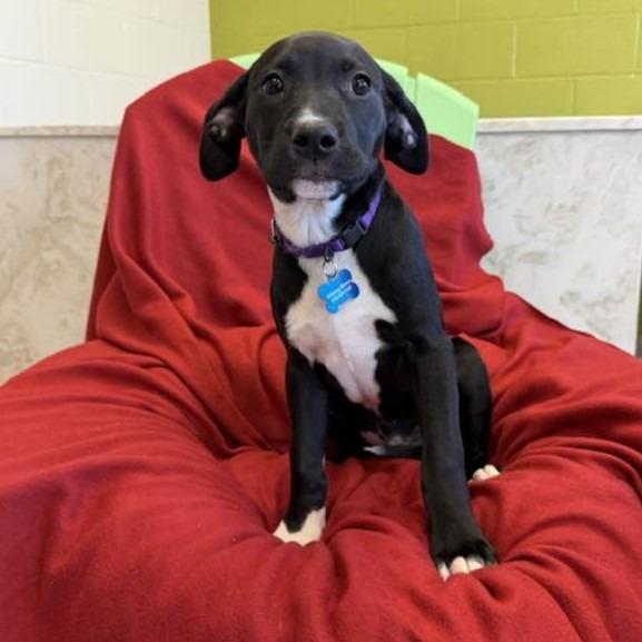 Enlarge Jordyn, a Adoptable mixed breed in Columbia, IL image 3/4