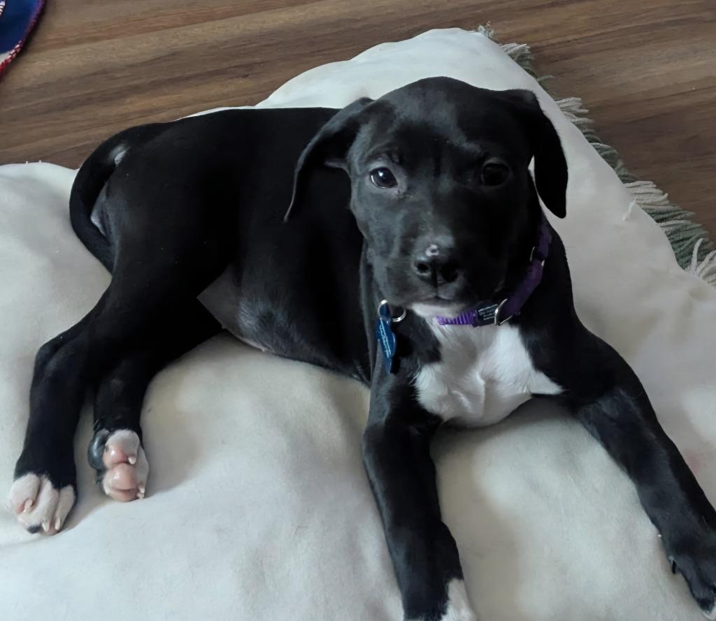 Enlarge Jordyn, a Adoptable mixed breed in Columbia, IL image 4/4