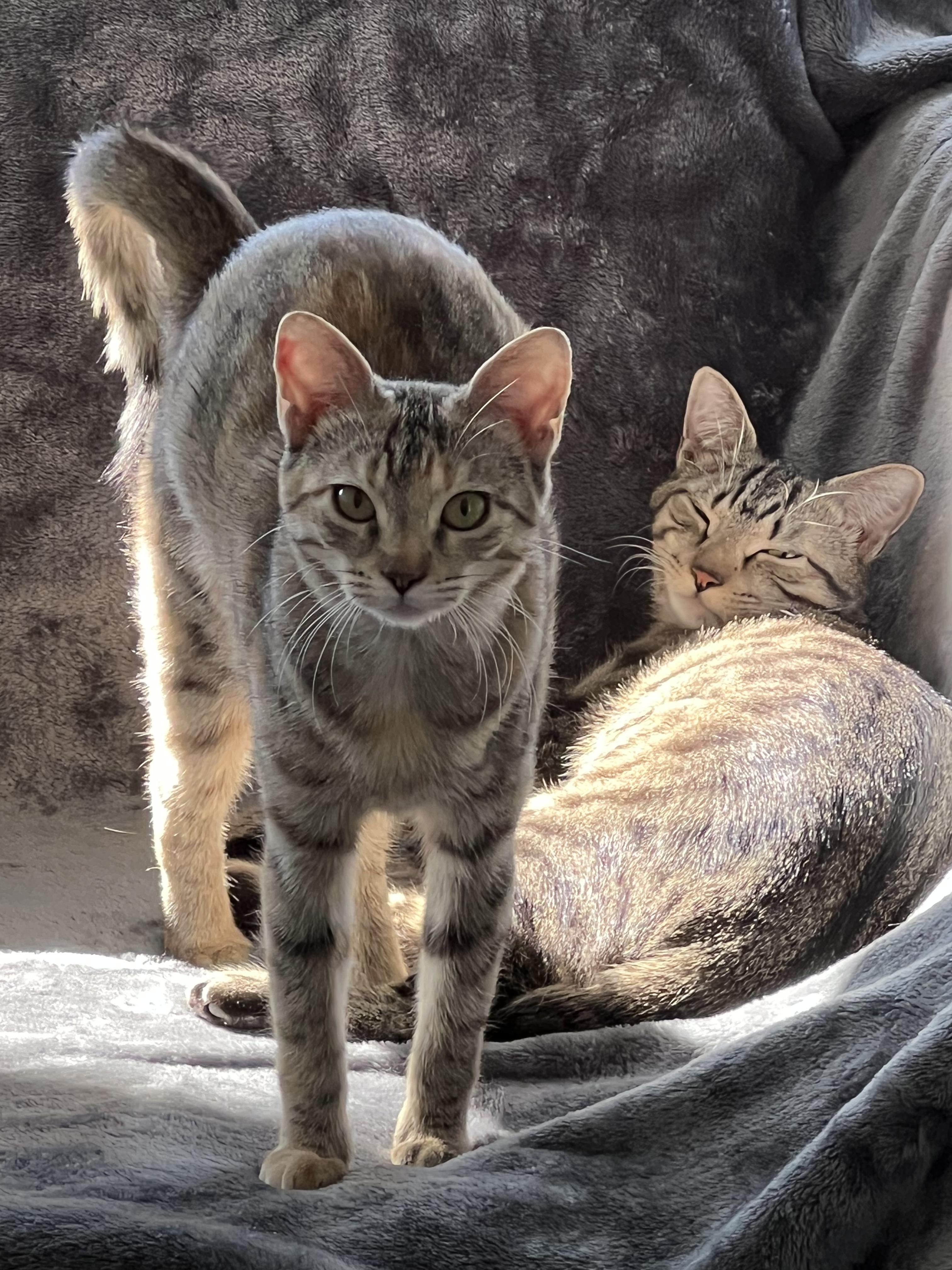 GingerLily, Baby Female Tabby