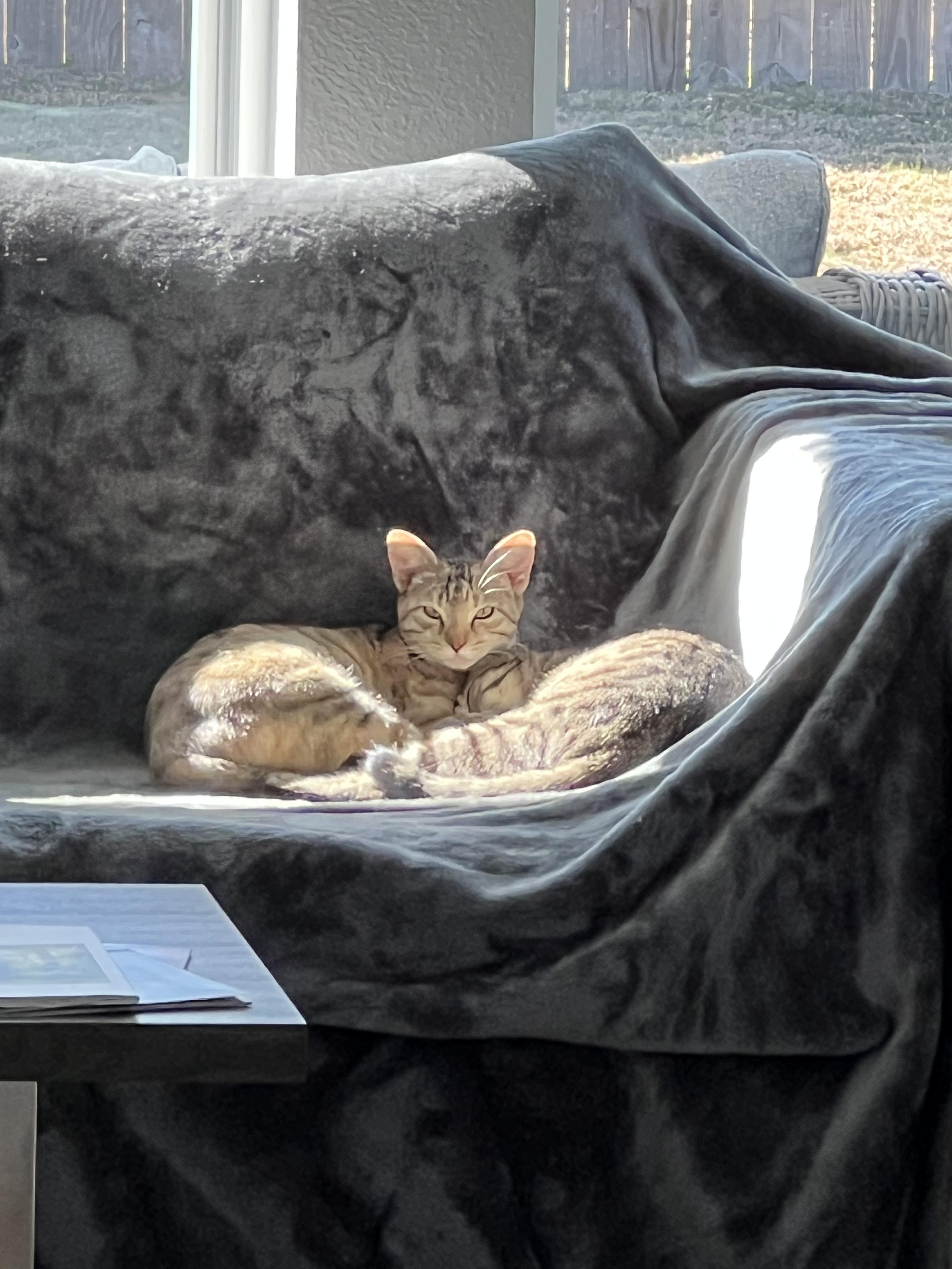 GingerLily photo 3