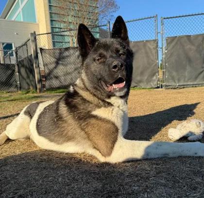 Enlarge Law Officer, a Adoptable mixed breed in Memphis, TN image 1/3