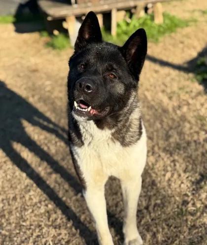Enlarge Law Officer, a Adoptable mixed breed in Memphis, TN image 2/3