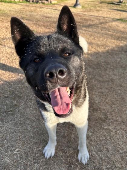 Enlarge Law Officer, a Adoptable mixed breed in Memphis, TN image 3/3