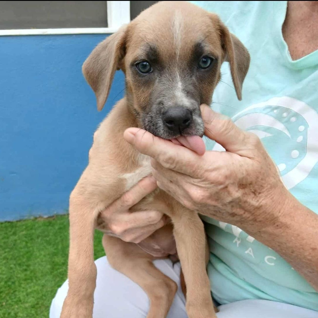 Daisy, an adoptable German Shepherd Dog, Labrador Retriever in Clovis, NM, 88101 | Photo Image 3