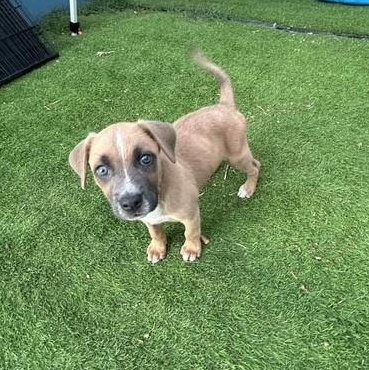 Daisy, an adoptable German Shepherd Dog, Labrador Retriever in Clovis, NM, 88101 | Photo Image 2