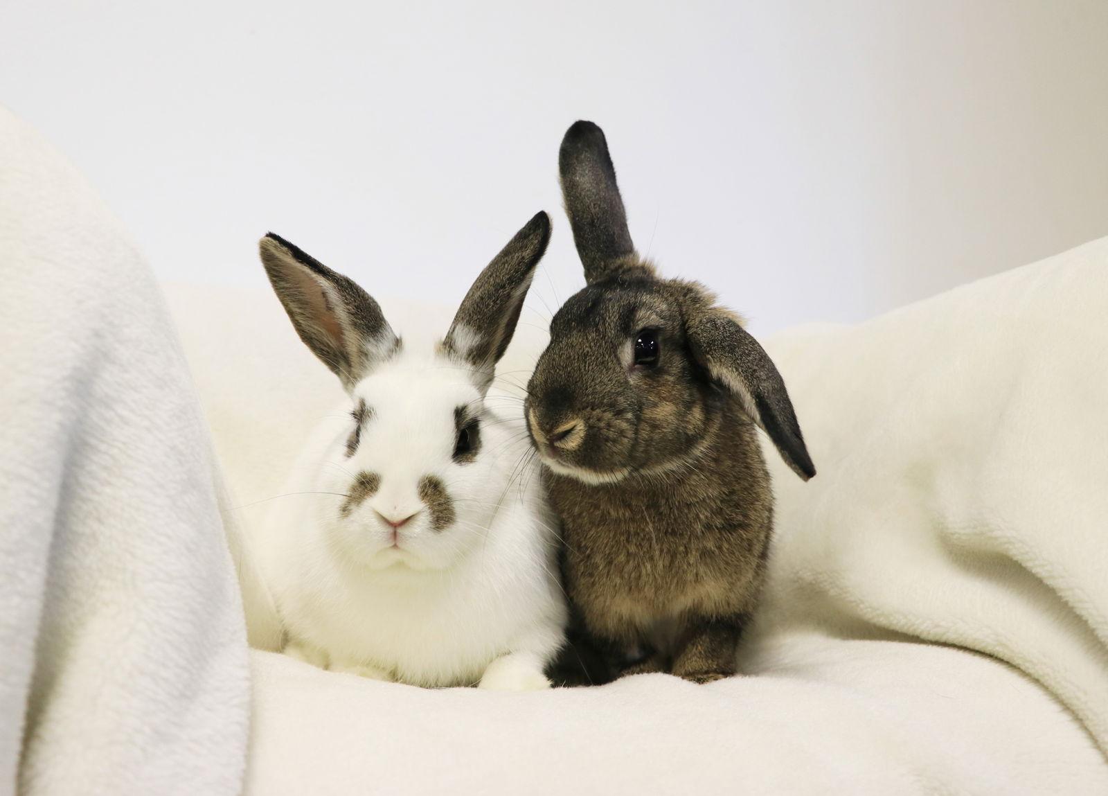 Zion, Adopted, Young Female Mini Lop.