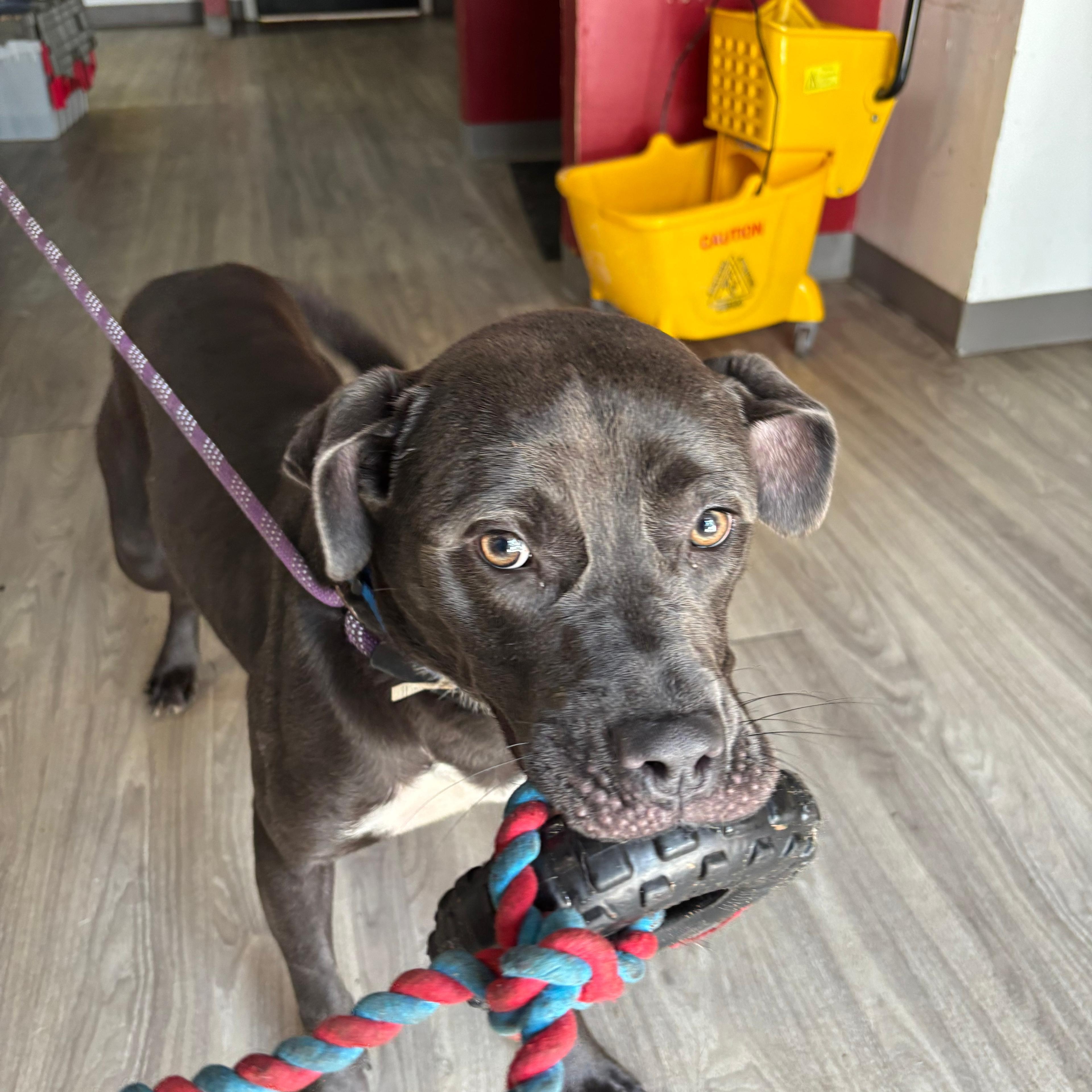 Barcelona, Adoptable, Young Female Pit Bull Terrier.