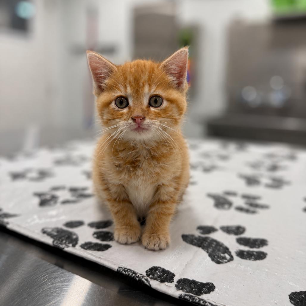 Sun, a Adoptable Domestic Short Hair in St. Louis, MO image 1/2