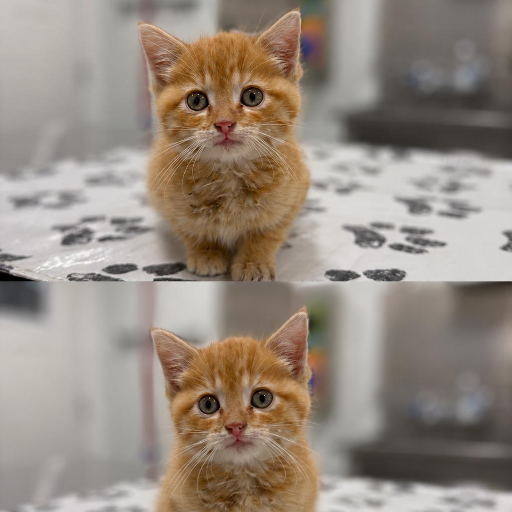 Sun, a Adoptable Domestic Short Hair in St. Louis, MO image 2/2