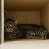 Leonard, Adoptable, Adult Male Domestic Short Hair.