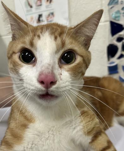 Enlarge PUMPY-UMPKIN, a Adoptable Domestic Short Hair in Pensacola, FL image 1/1