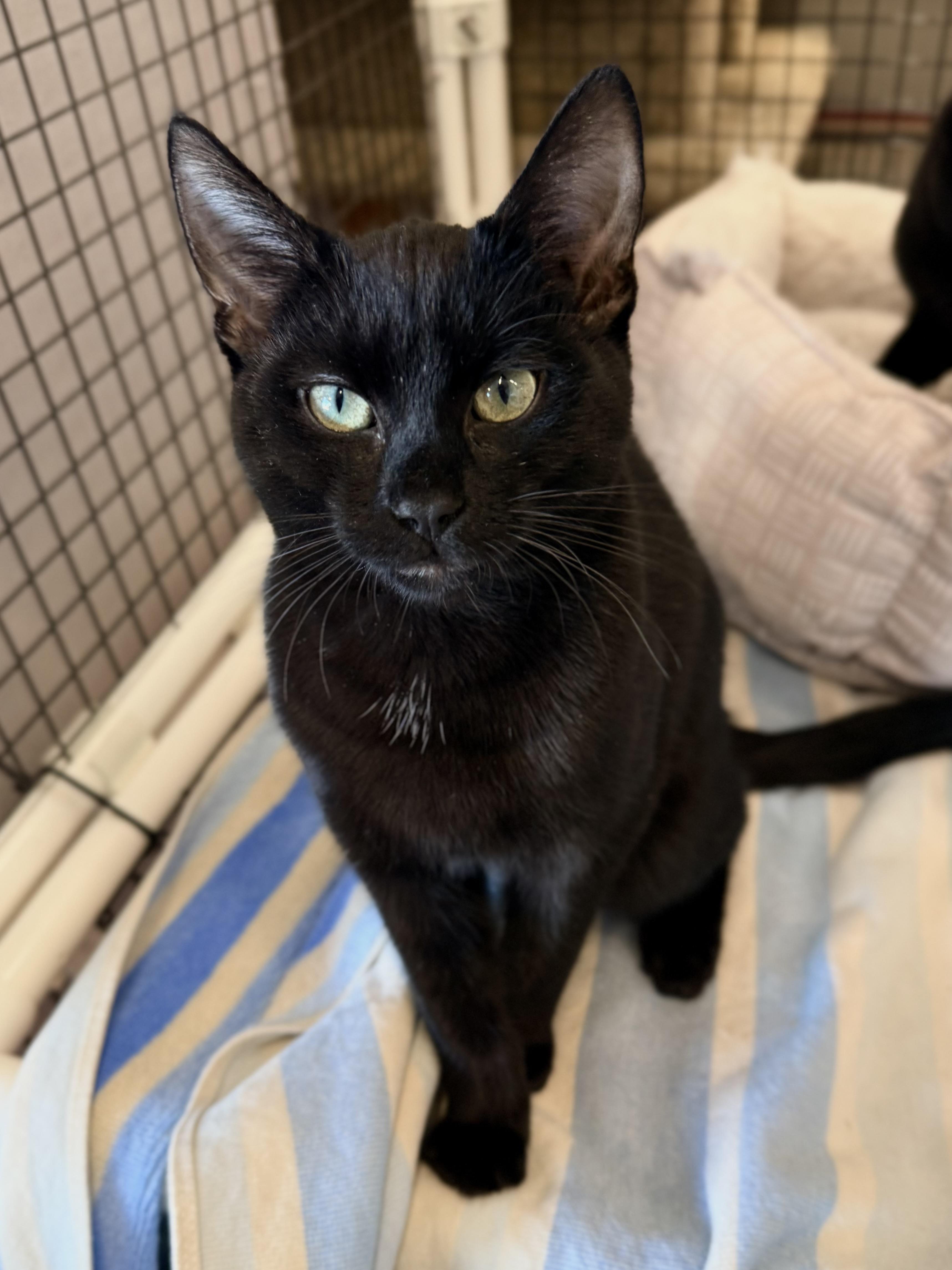 Spencer, Adoptable, Kitten Male Domestic Short Hair.