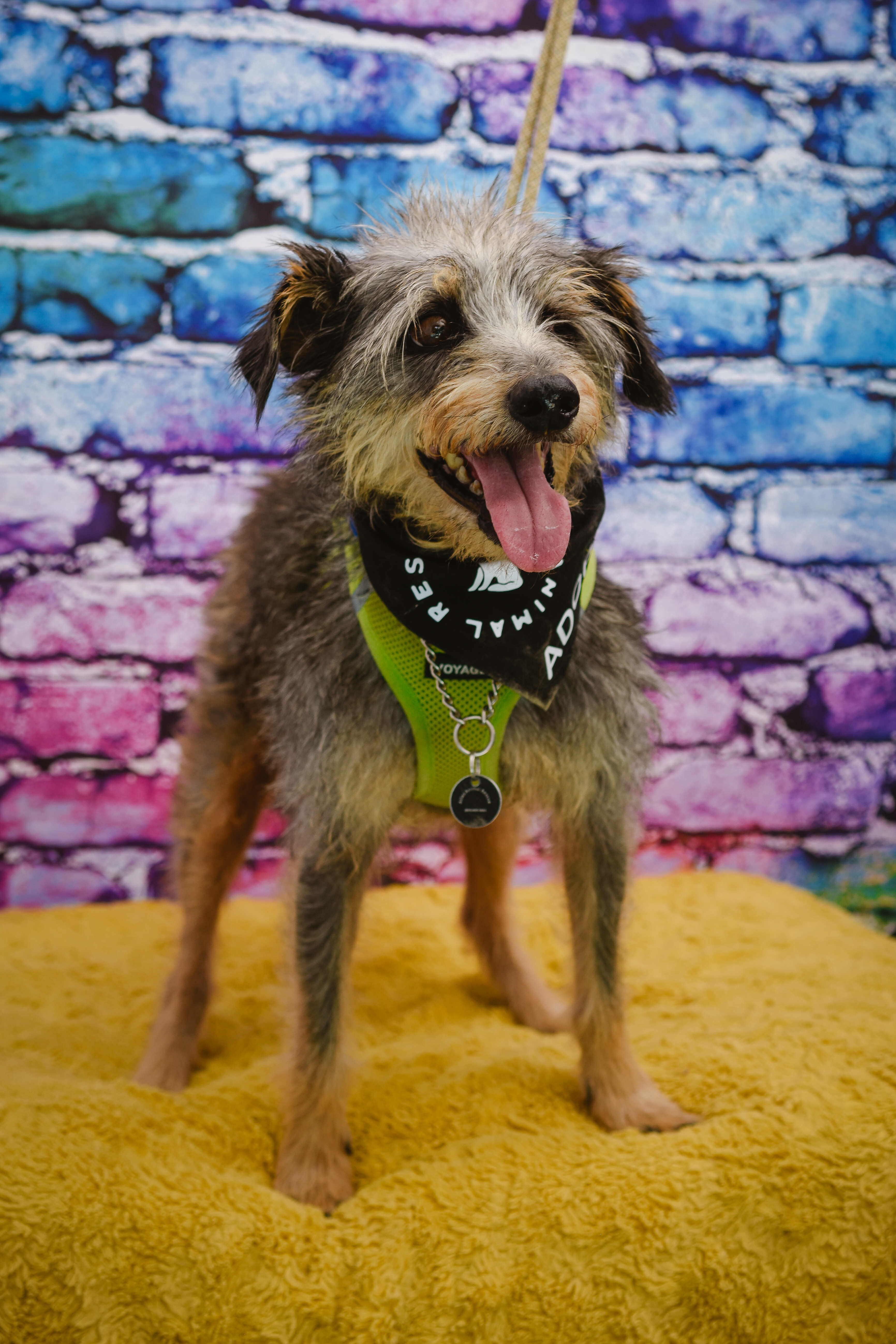 Benji photo 2