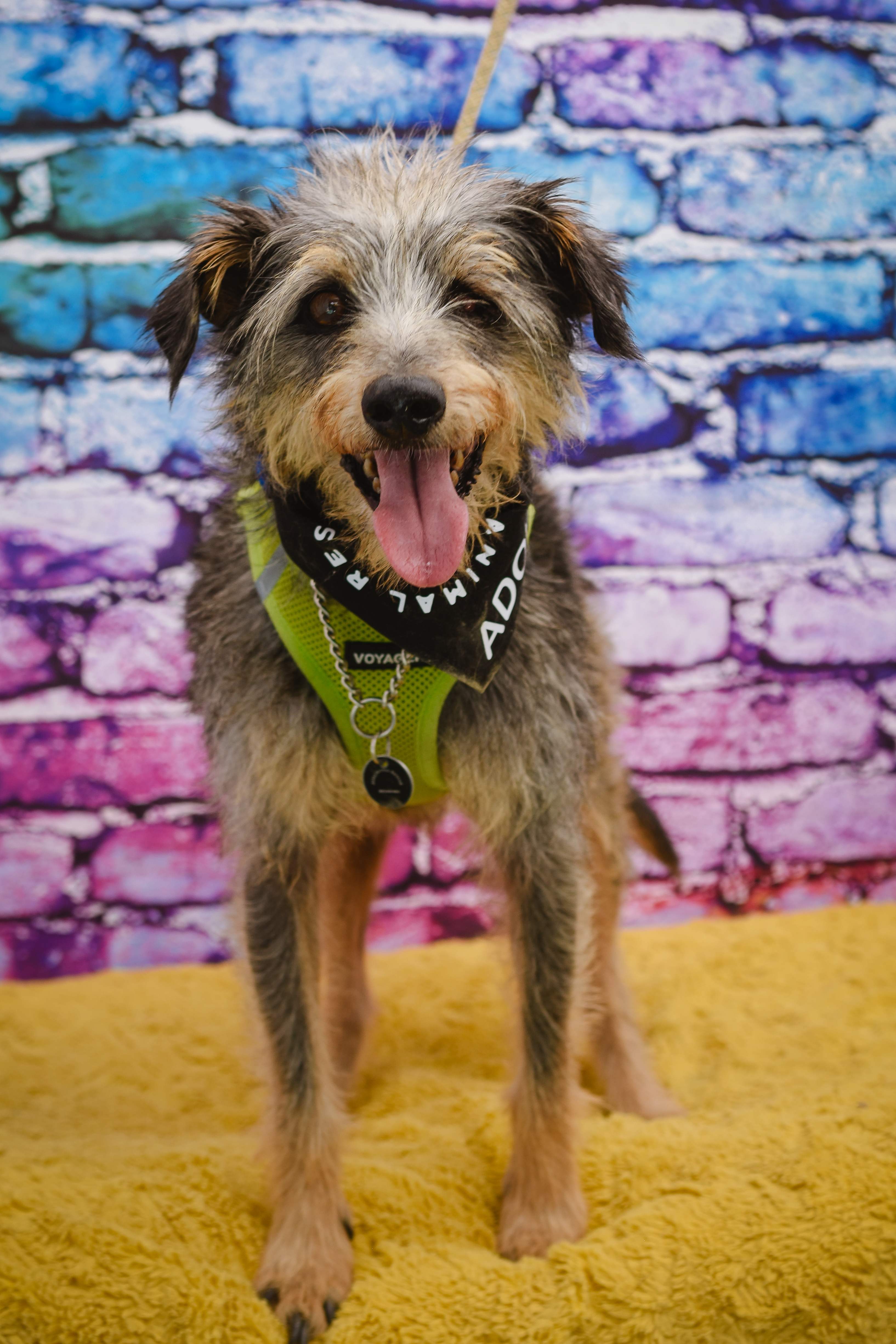 Benji photo 1
