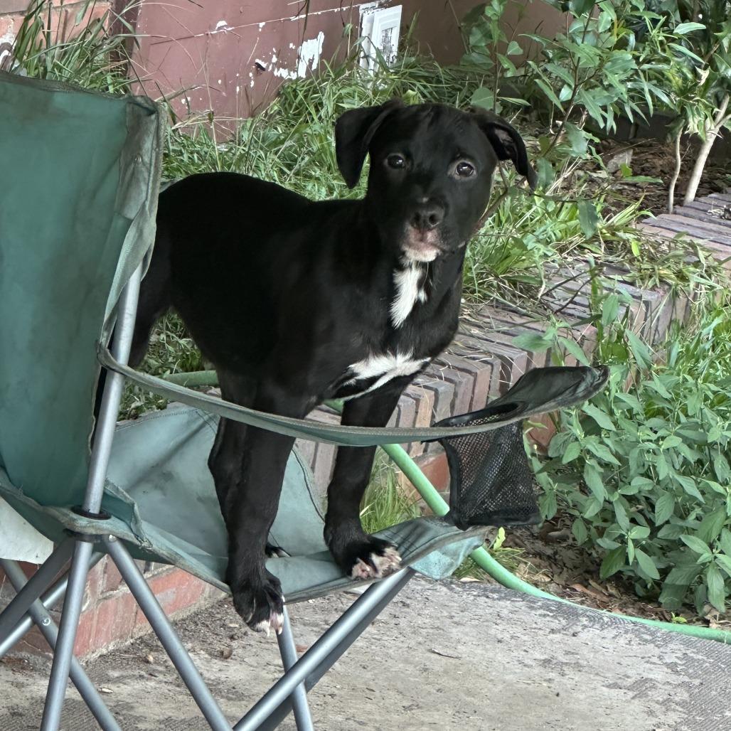 Raven — thumbnail 2