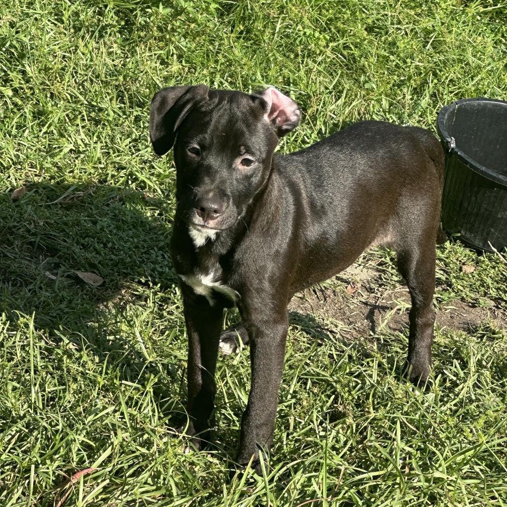 Raven — thumbnail 3