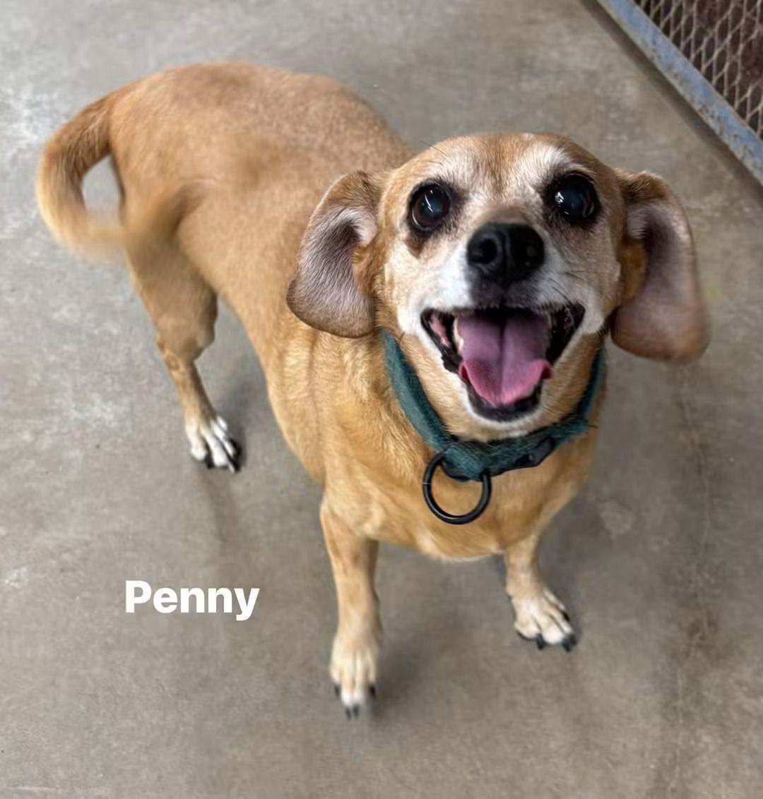 Penny, Adoptable, Senior Female Chiweenie.