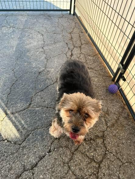 Enlarge Duke, a Adopted mixed breed in Broken Arrow, OK image 1/2