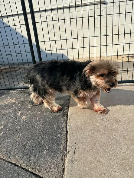 Enlarge Duke, a Adopted mixed breed in Broken Arrow, OK image 2/2