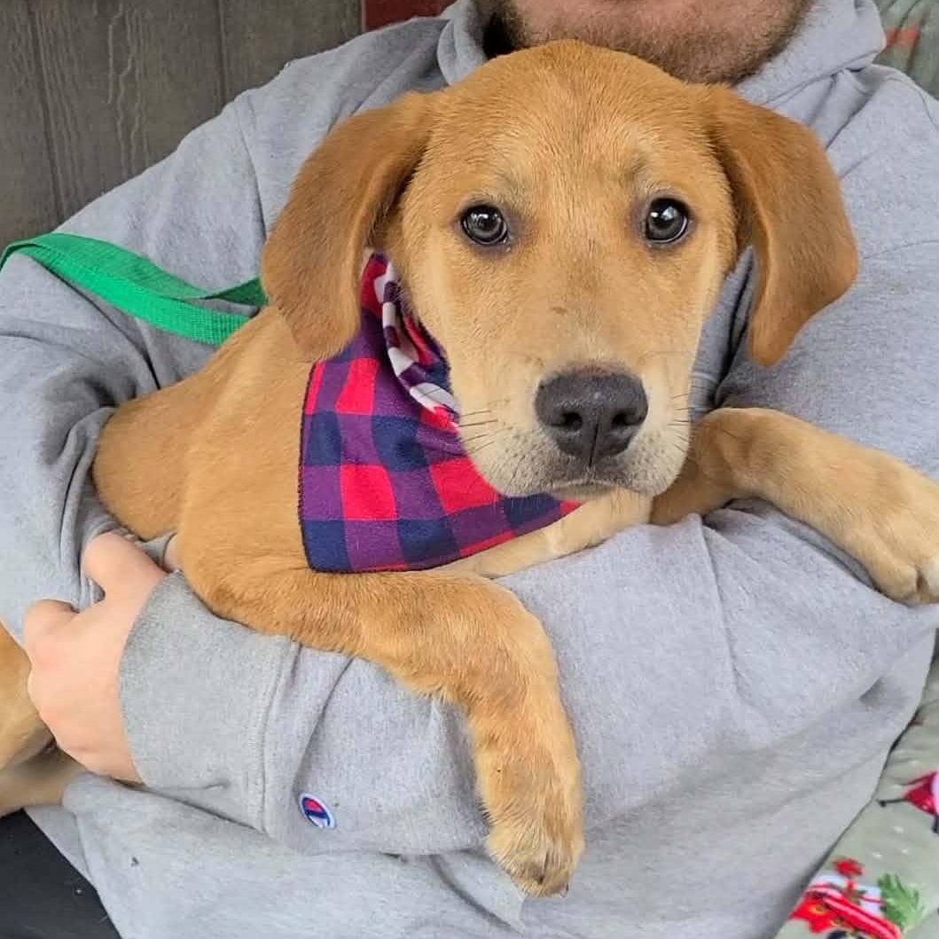 Julie Ann, a ADOPTABLE mixed breed in Woolwich, ME image 1/2