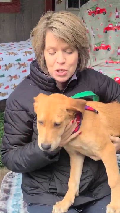 Enlarge Julie Ann, a ADOPTABLE mixed breed in Woolwich, ME video 2/2
