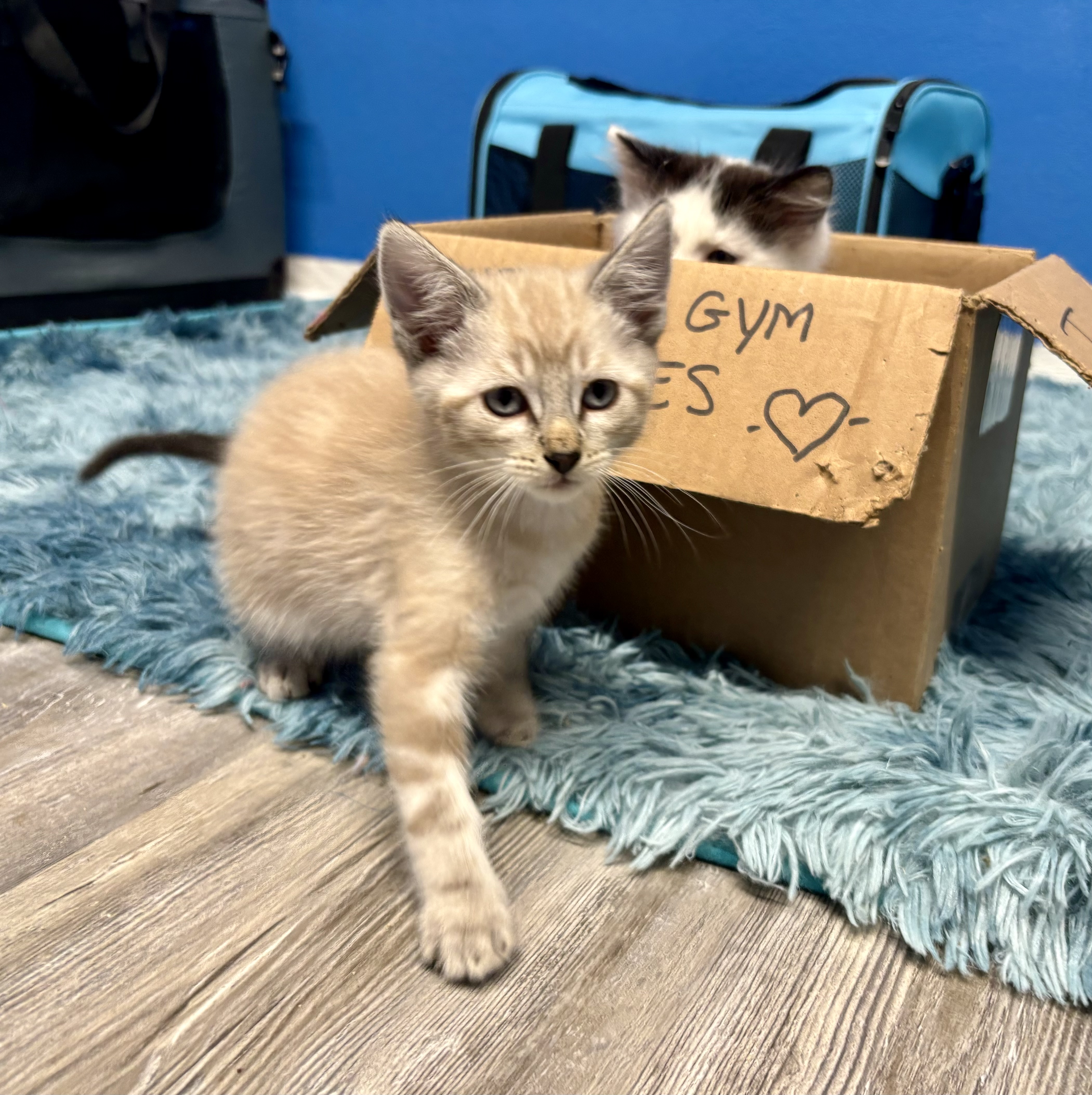 Sandy, Adopted, Kitten Male Domestic Short Hair & Siamese.