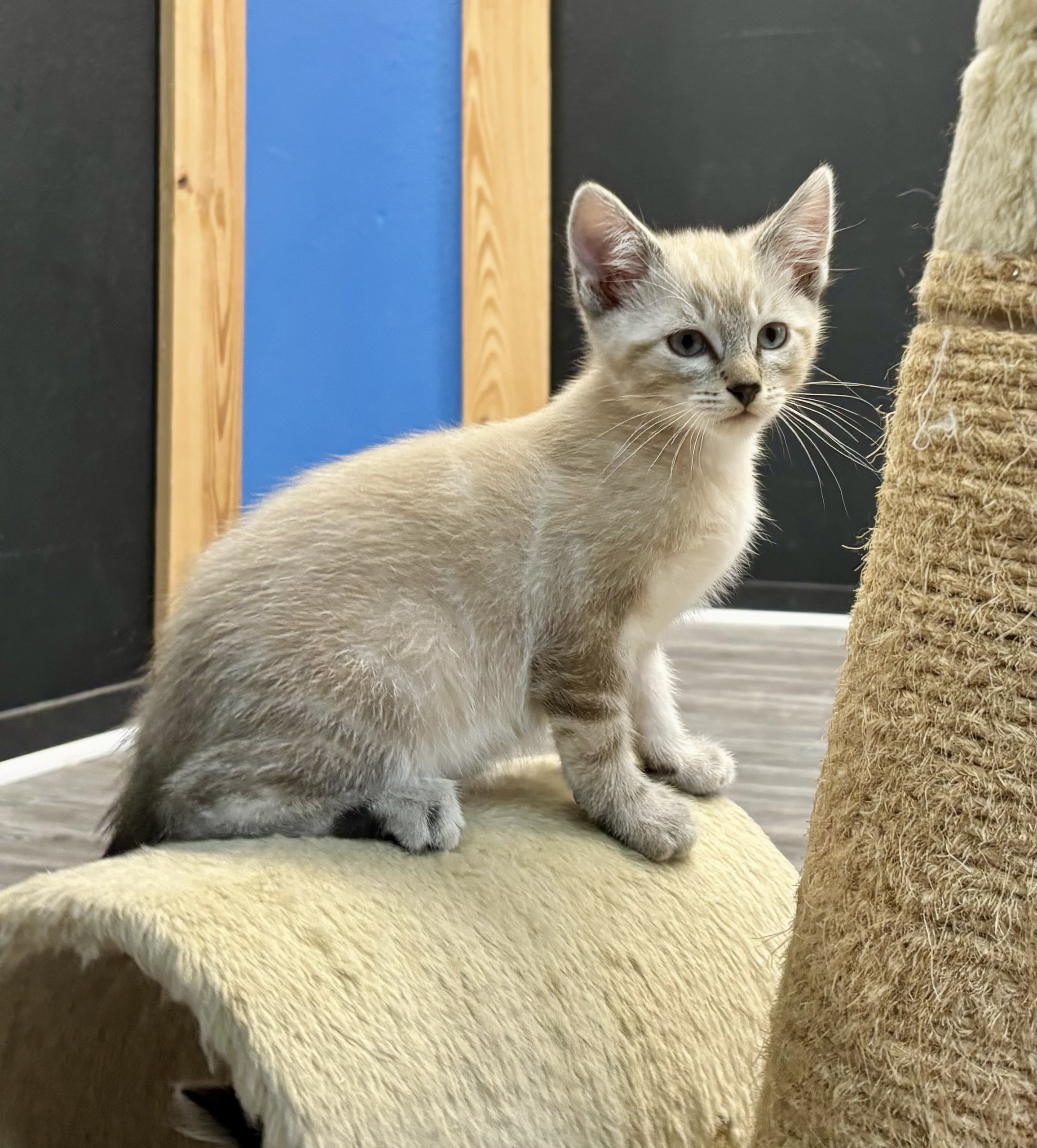 Sandy, a Adopted mixed breed in Melbourne, AR image 2/6