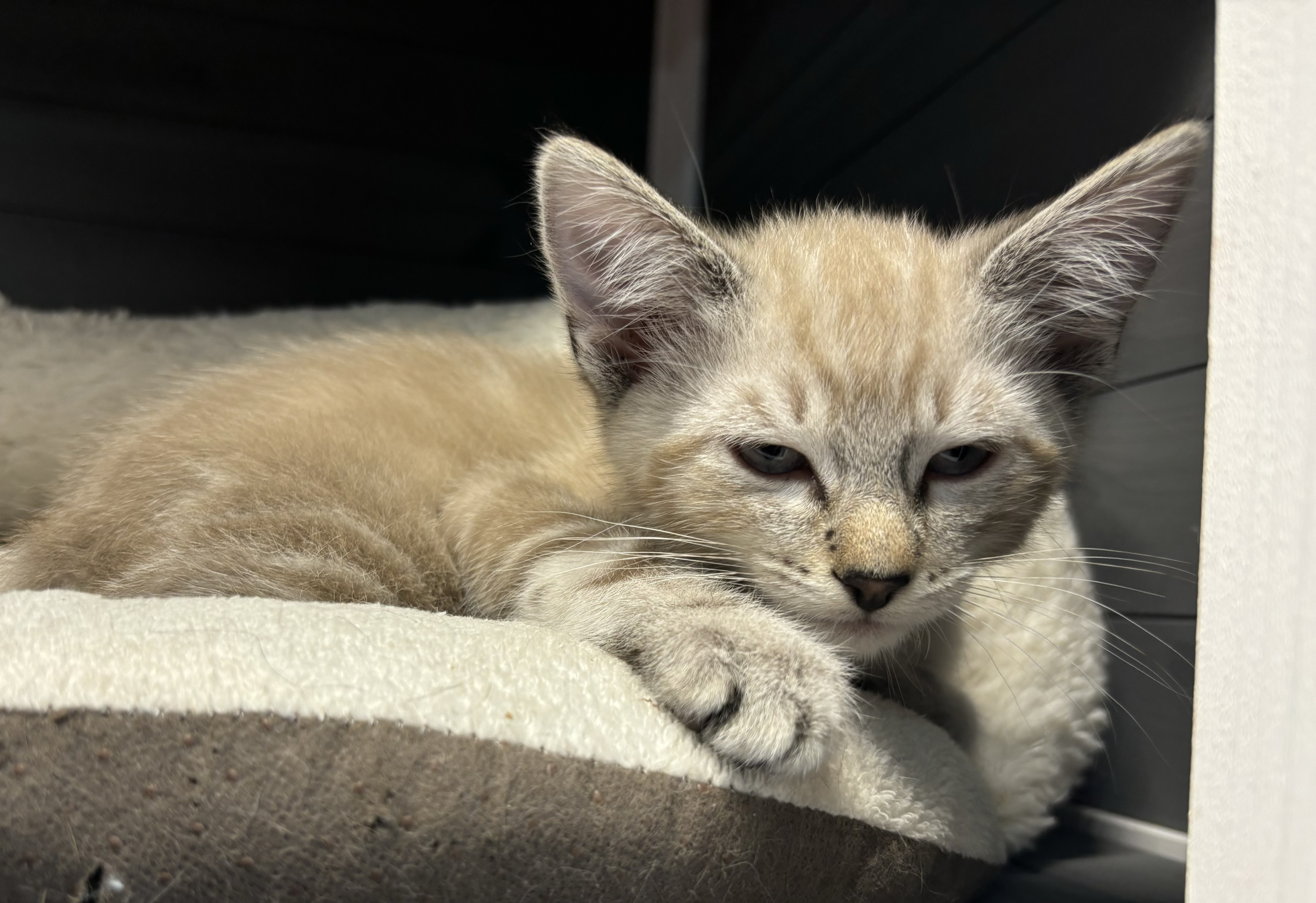 Sandy, a Adopted mixed breed in Melbourne, AR image 3/6