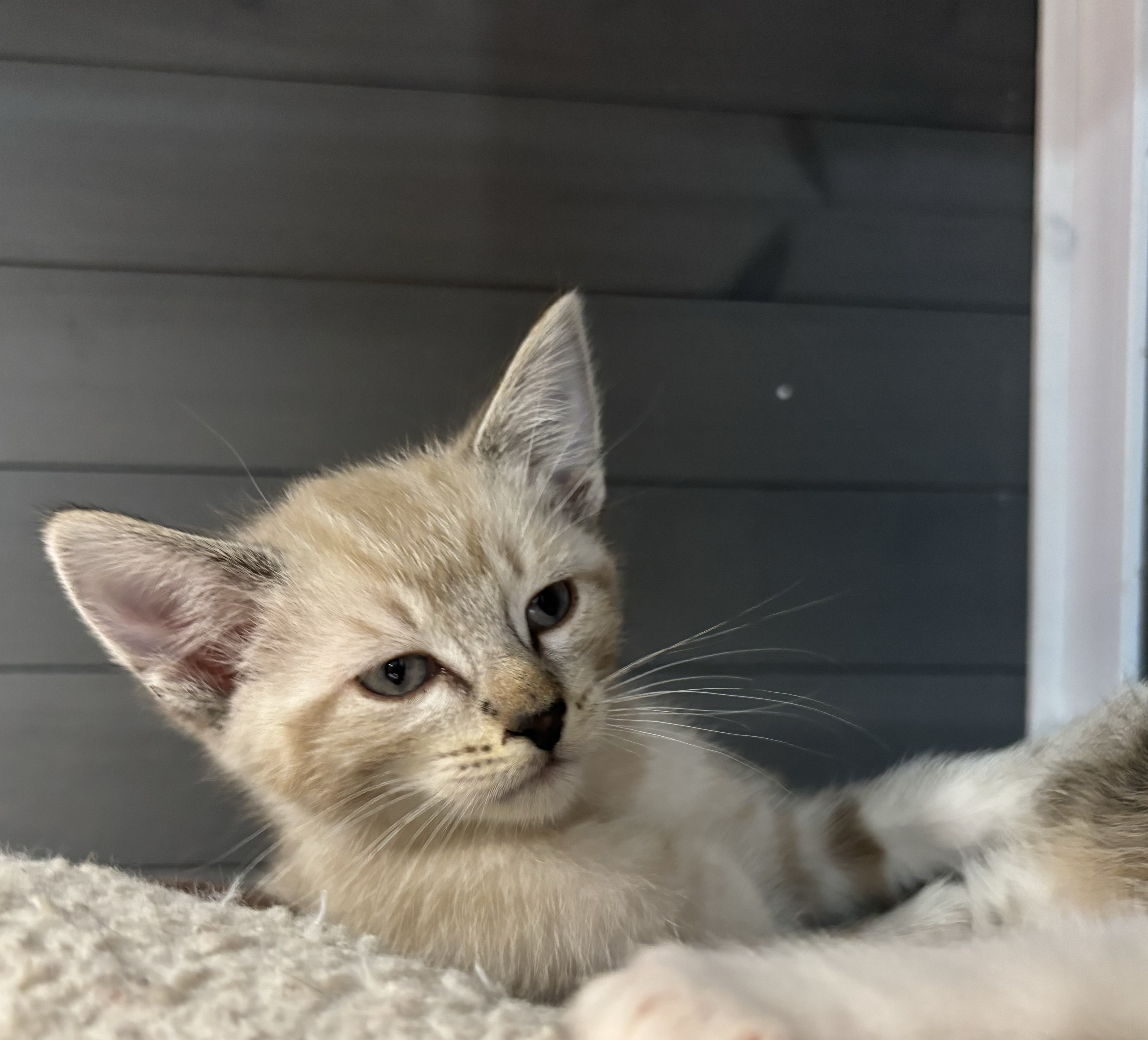 Sandy, a Adopted mixed breed in Melbourne, AR image 4/6