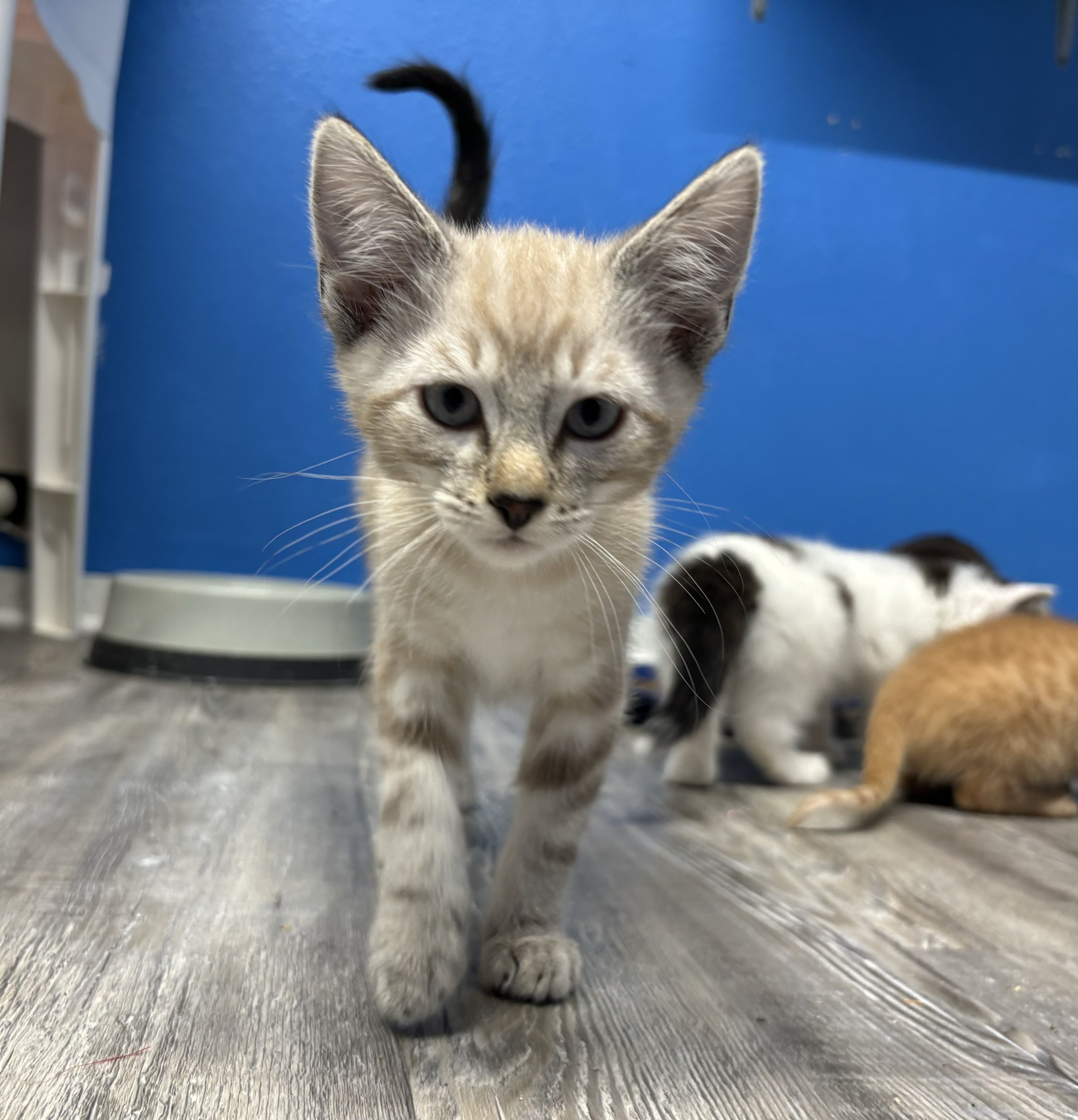 Sandy, a Adopted mixed breed in Melbourne, AR image 5/6