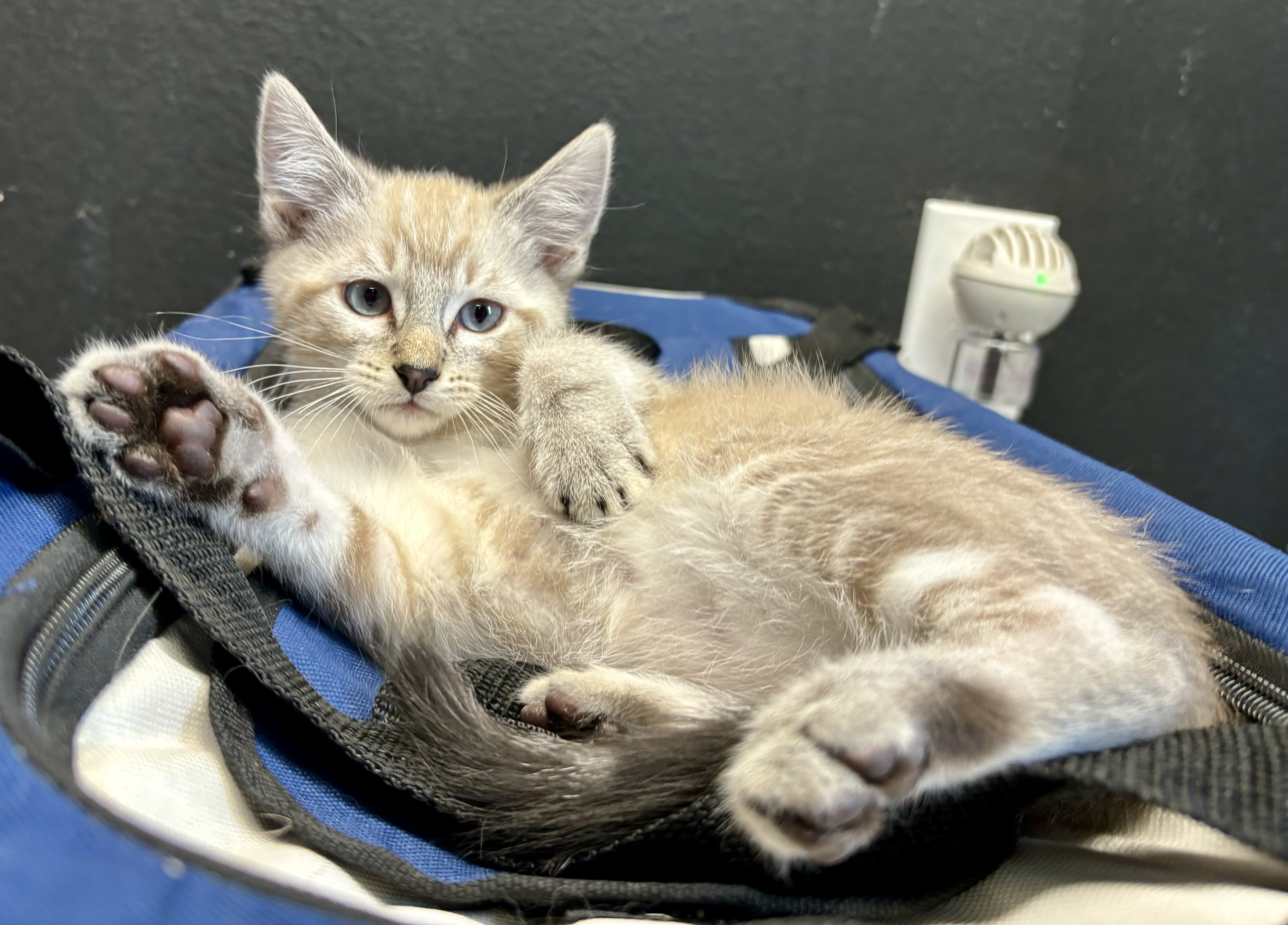 Sandy, Adopted, Kitten Male Domestic Short Hair & Siamese.
