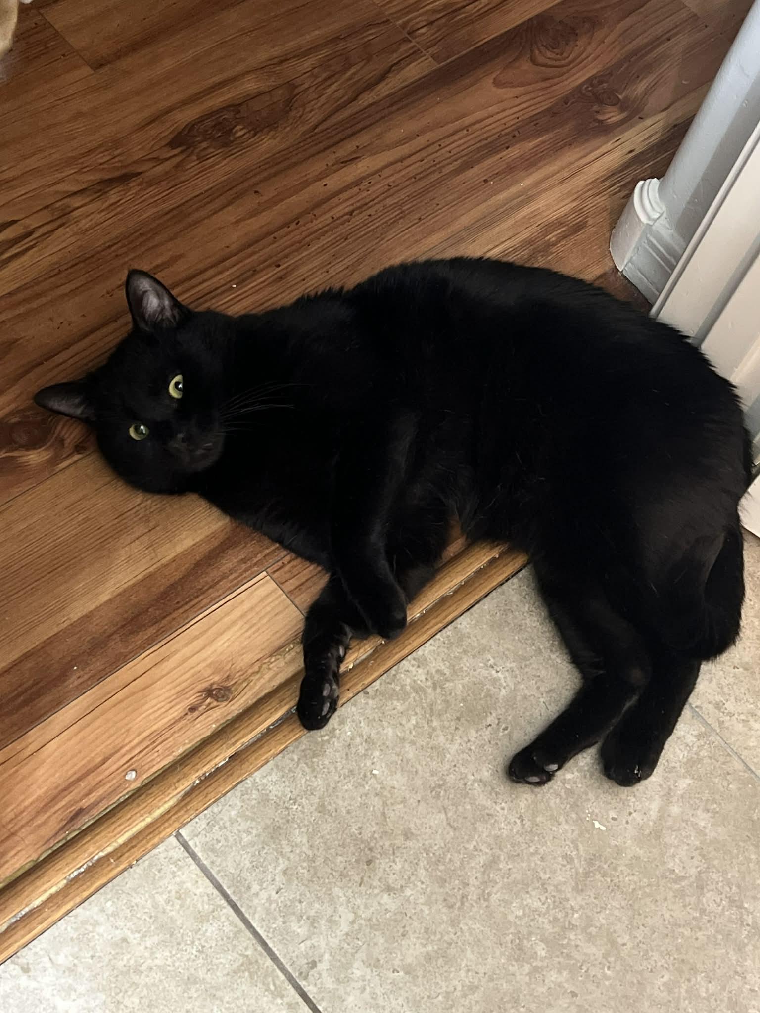 Enlarge Wylie, a Adopted Domestic Short Hair in Glendale, AZ image 1/1