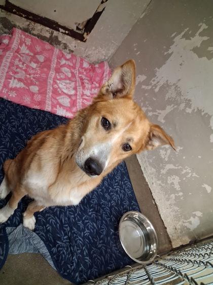 Enlarge Balerion, a Adoptable mixed breed in Hobart, IN image 2/3