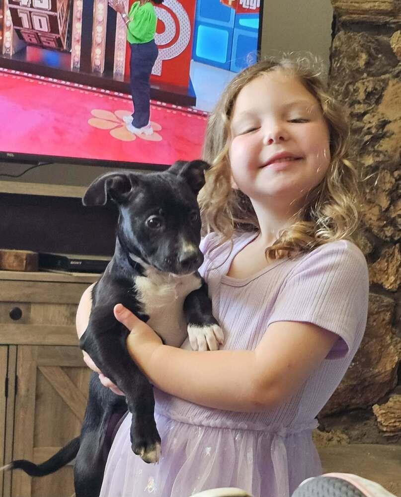 Bobbi, Adoptable, Puppy Female Catahoula Leopard Dog.