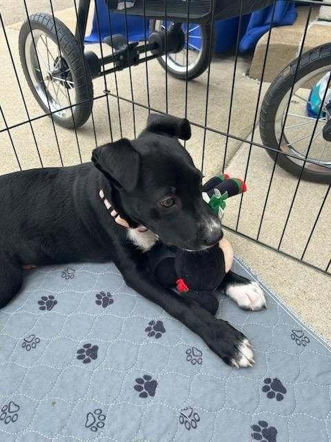 Bobbi, Adoptable, Puppy Female Catahoula Leopard Dog.