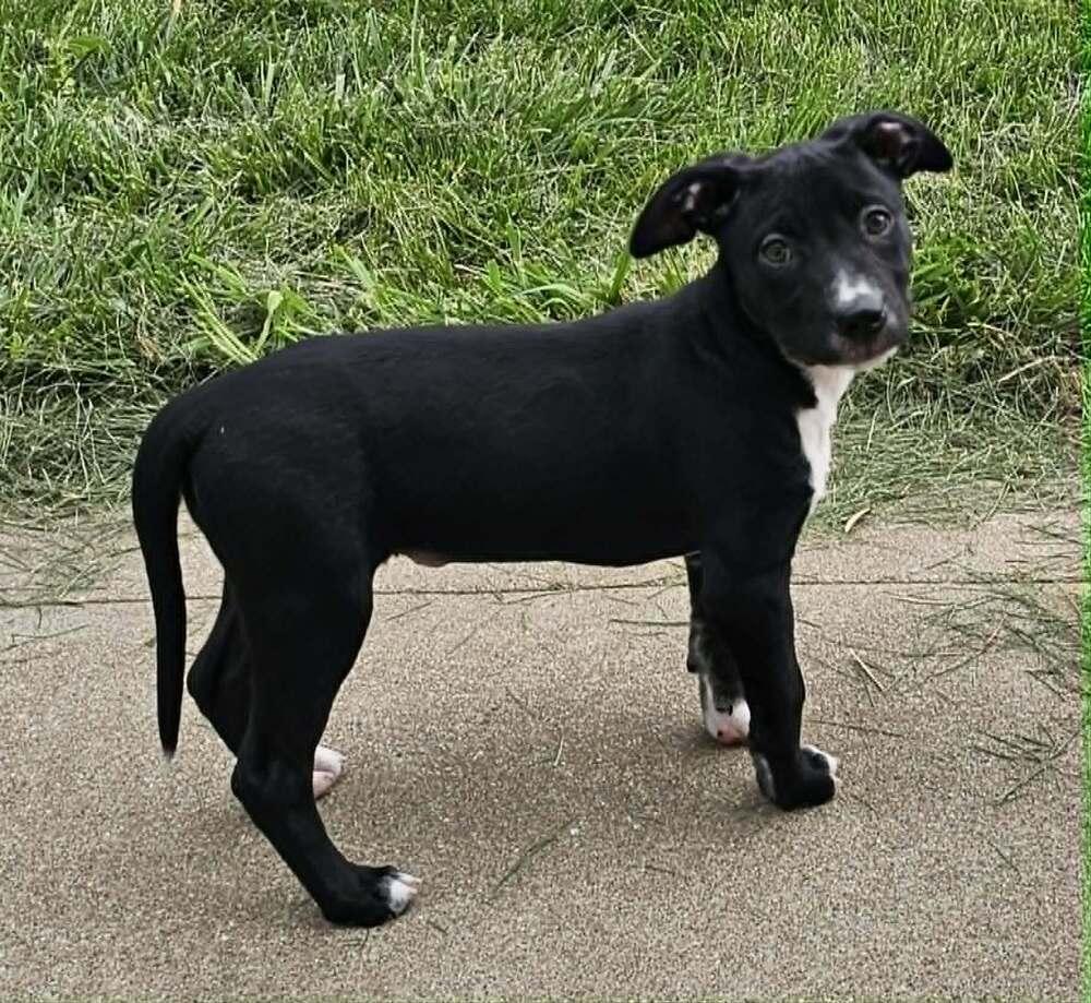 Bobbi, a Adoptable mixed breed in Peoria, IL image 2/5