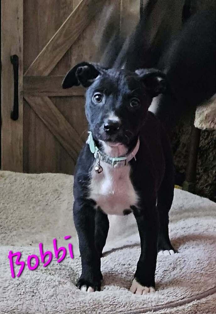 Bobbi, a Adoptable mixed breed in Peoria, IL image 3/5