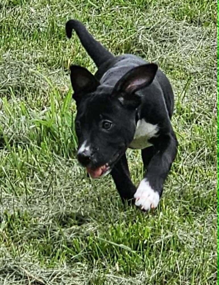 Bobbi, a Adoptable mixed breed in Peoria, IL image 4/5