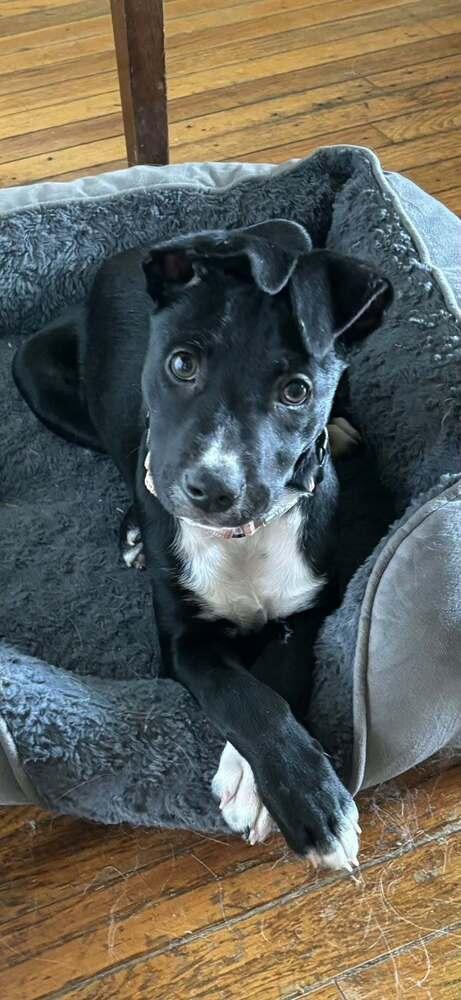 Bobbi, a Adoptable mixed breed in Peoria, IL image 5/5