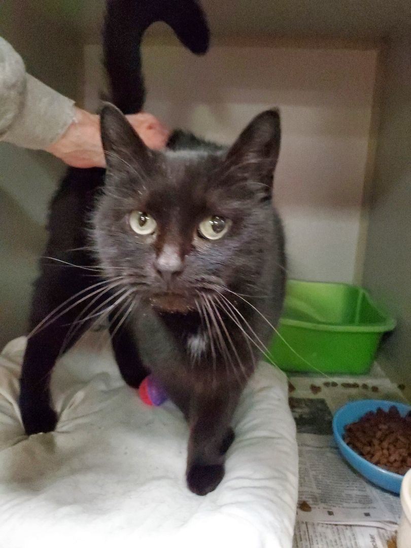 Enlarge Toni Lynn, a Adoptable Domestic Short Hair in Sharpsville, PA image 1/1