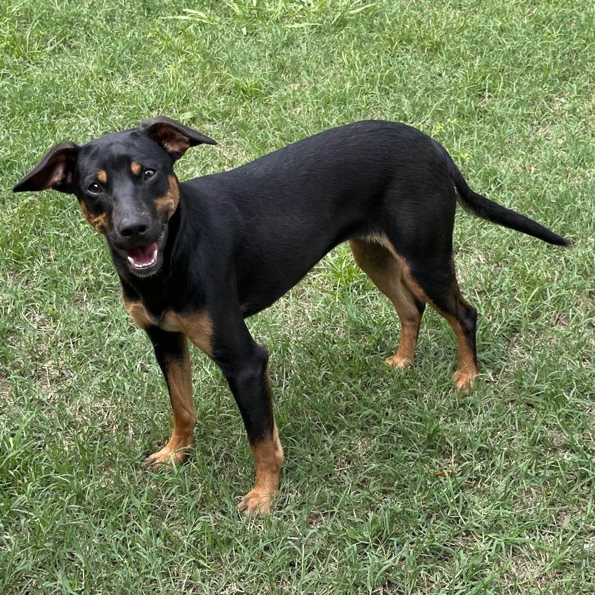 Trudy, a Adoptable Terrier in Locust Fork, AL image 1/3