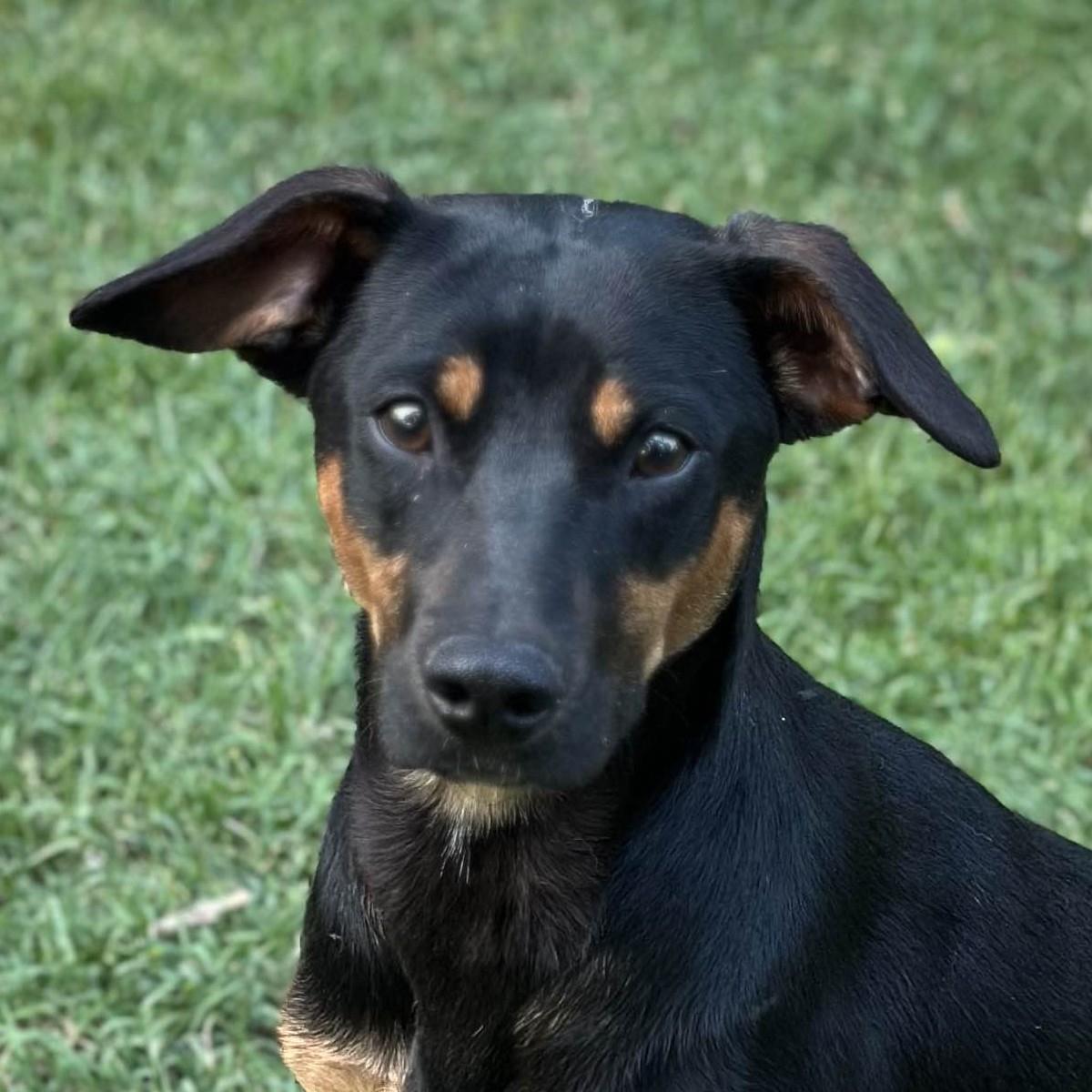 Trudy, a Adoptable Terrier in Locust Fork, AL image 2/3