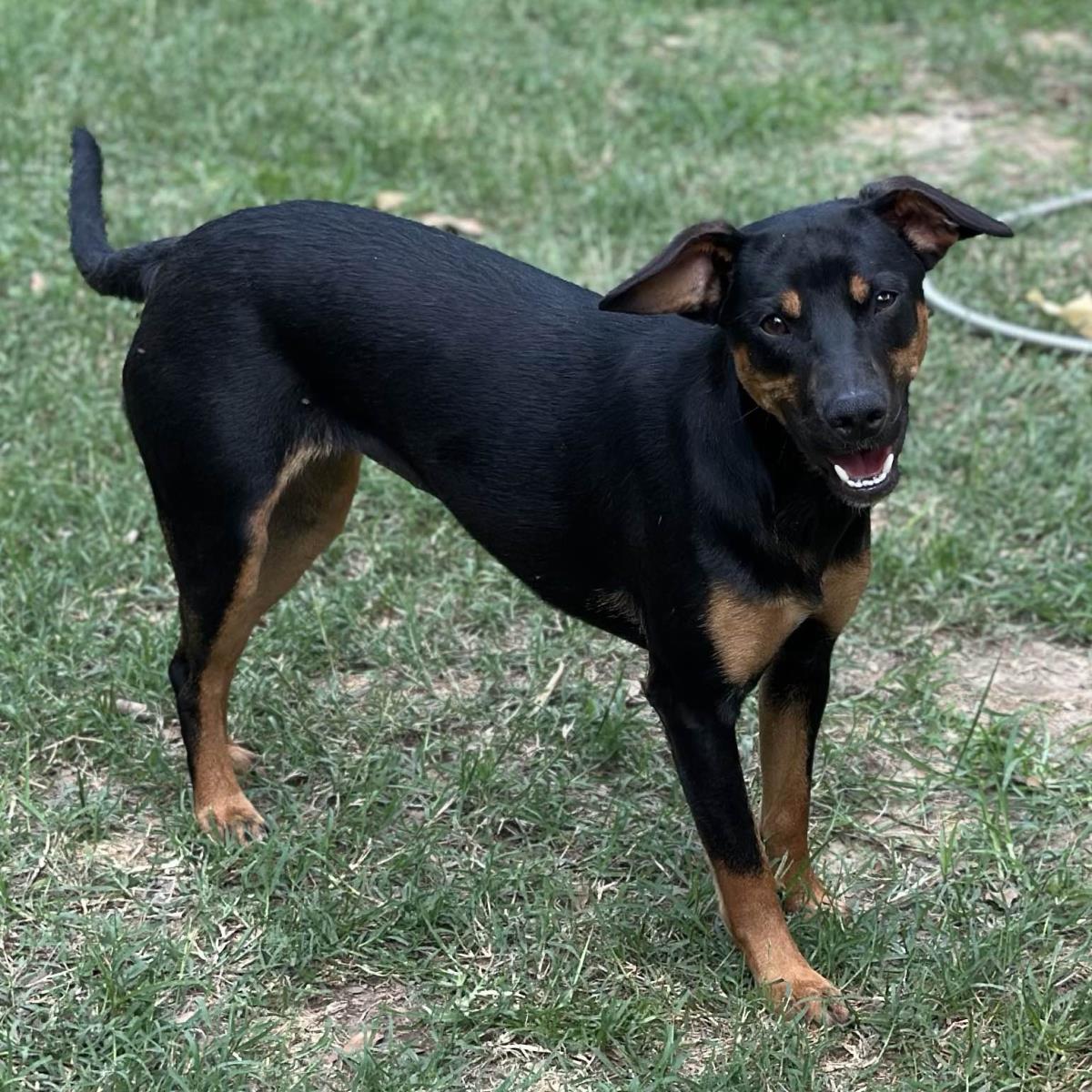 Trudy, a Adoptable Terrier in Locust Fork, AL image 3/3