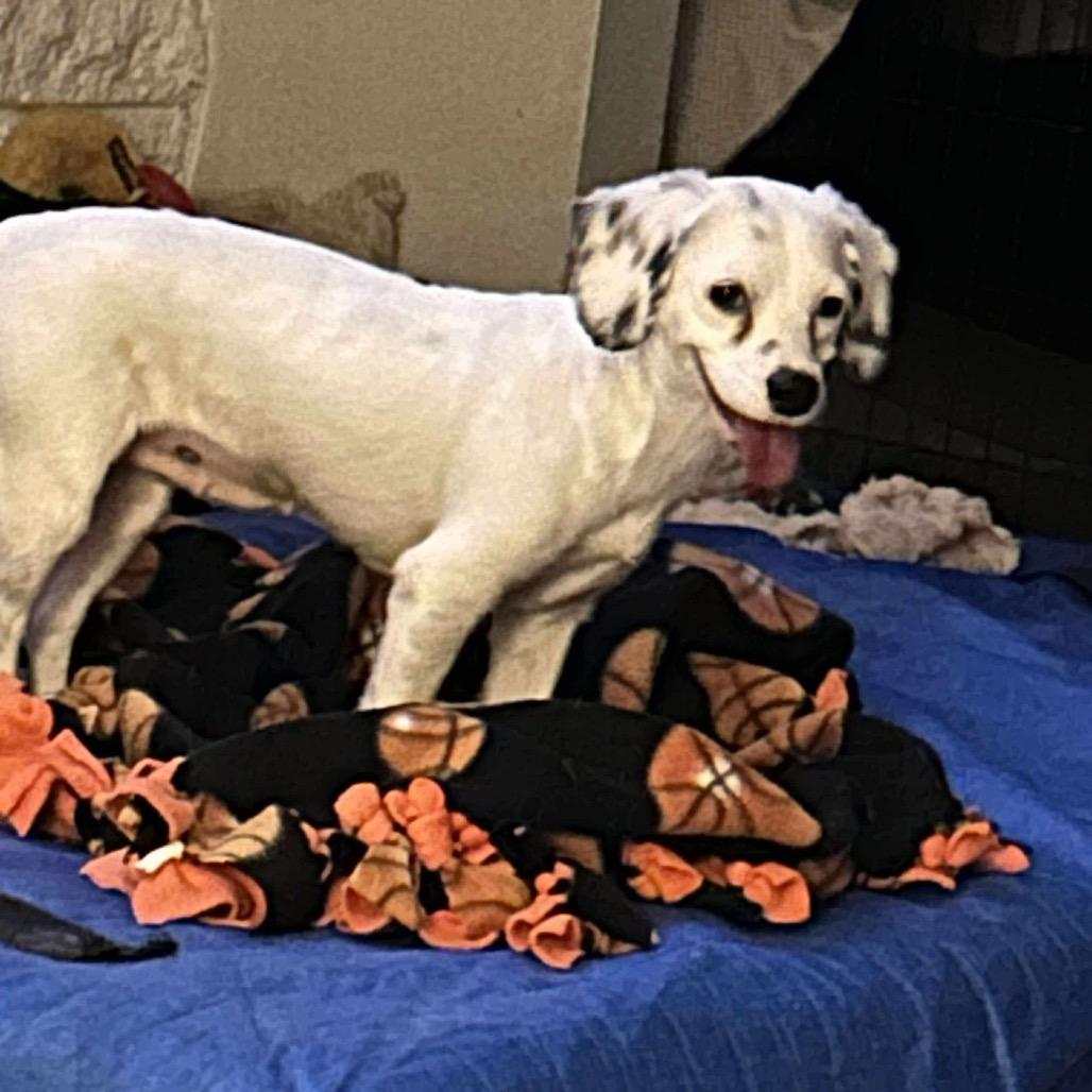 Auntie OS NV, Adoptable, Adult Female Terrier.