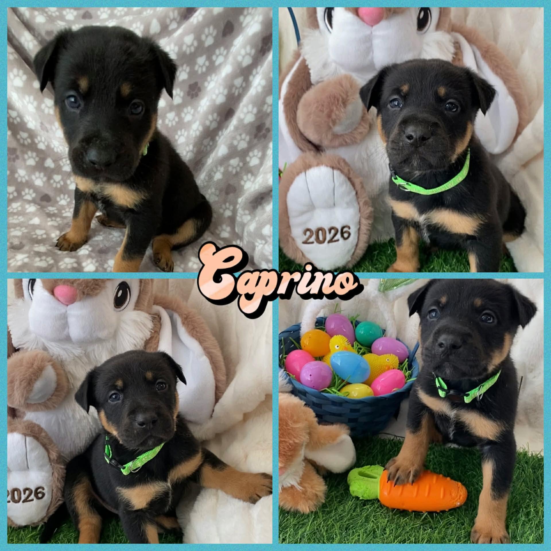 Enlarge Caprino, a Adoptable mixed breed in New Baltimore, MI image 2/2