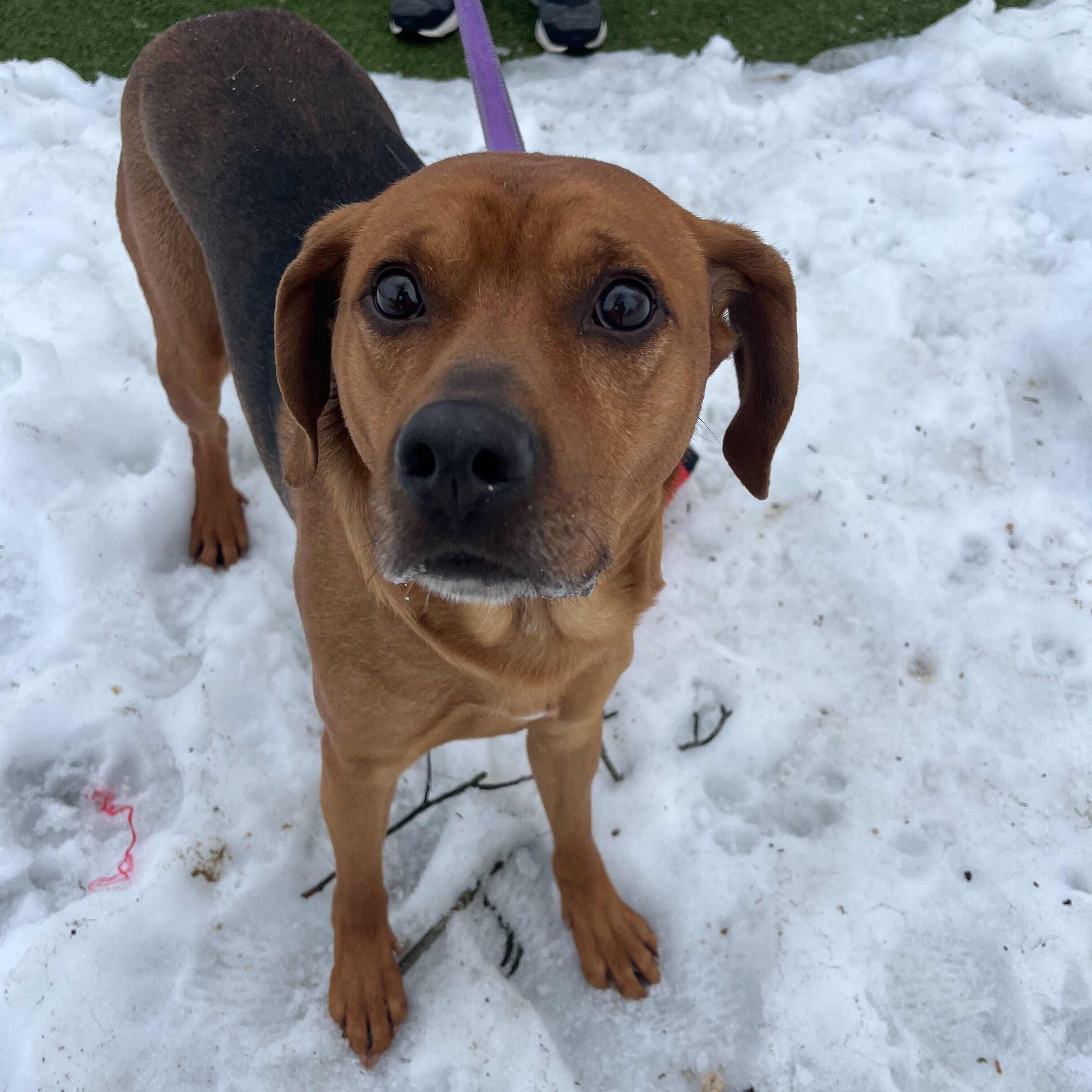 Buck, adopted, Young Male Hound.
